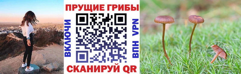 Галлюциногенные грибы ЛСД  Купить закладки  Новокубанск 